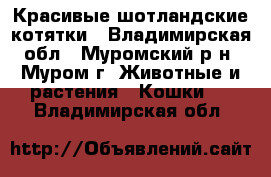 Красивые шотландские котятки - Владимирская обл., Муромский р-н, Муром г. Животные и растения » Кошки   . Владимирская обл.